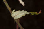 Heartsepal buckwheat